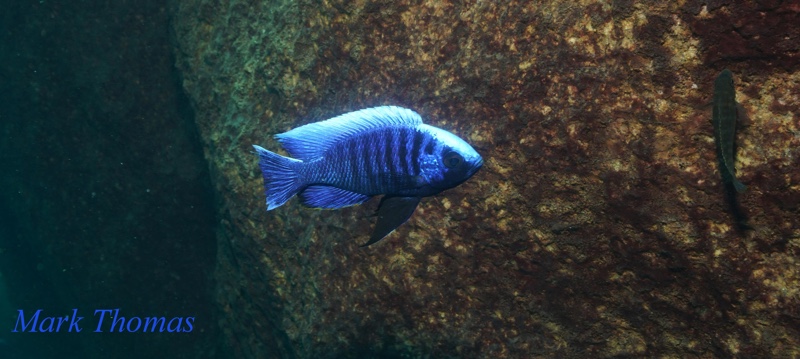 Copadichromis cyaneus 'Zimbawe Rock'